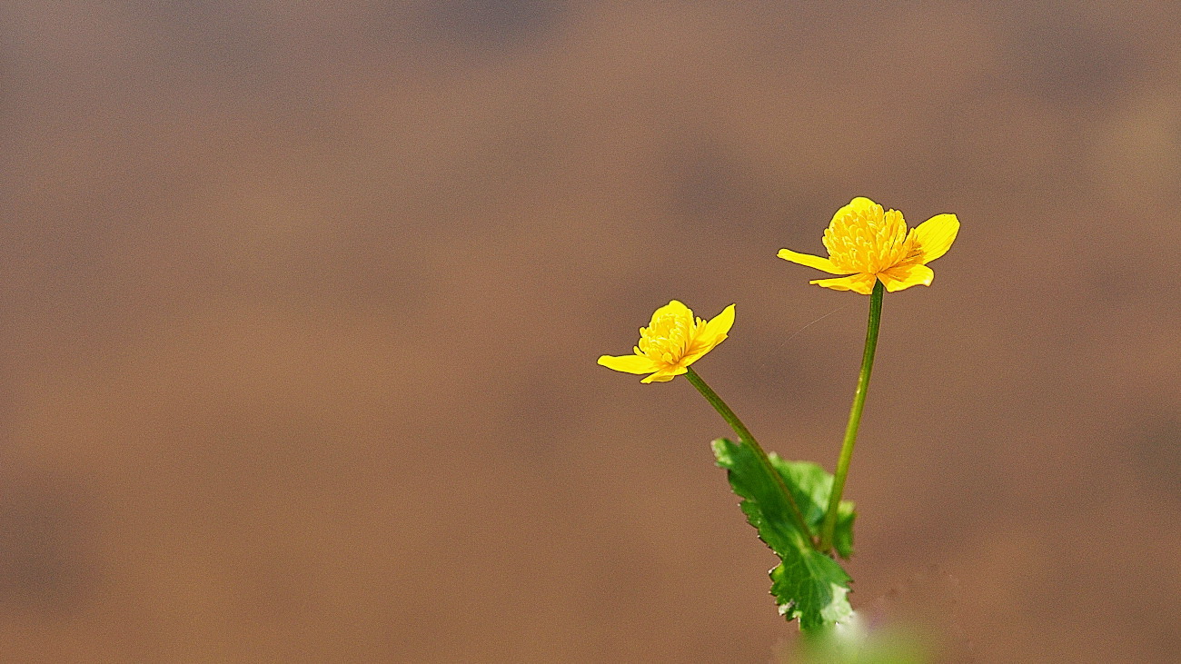 DSC_3363.동의나물..jpg