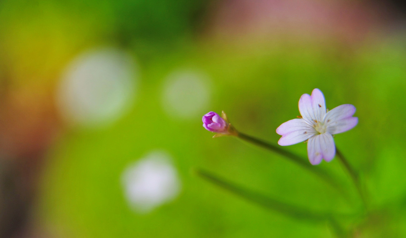 DSC_2840.바늘꽃..jpg