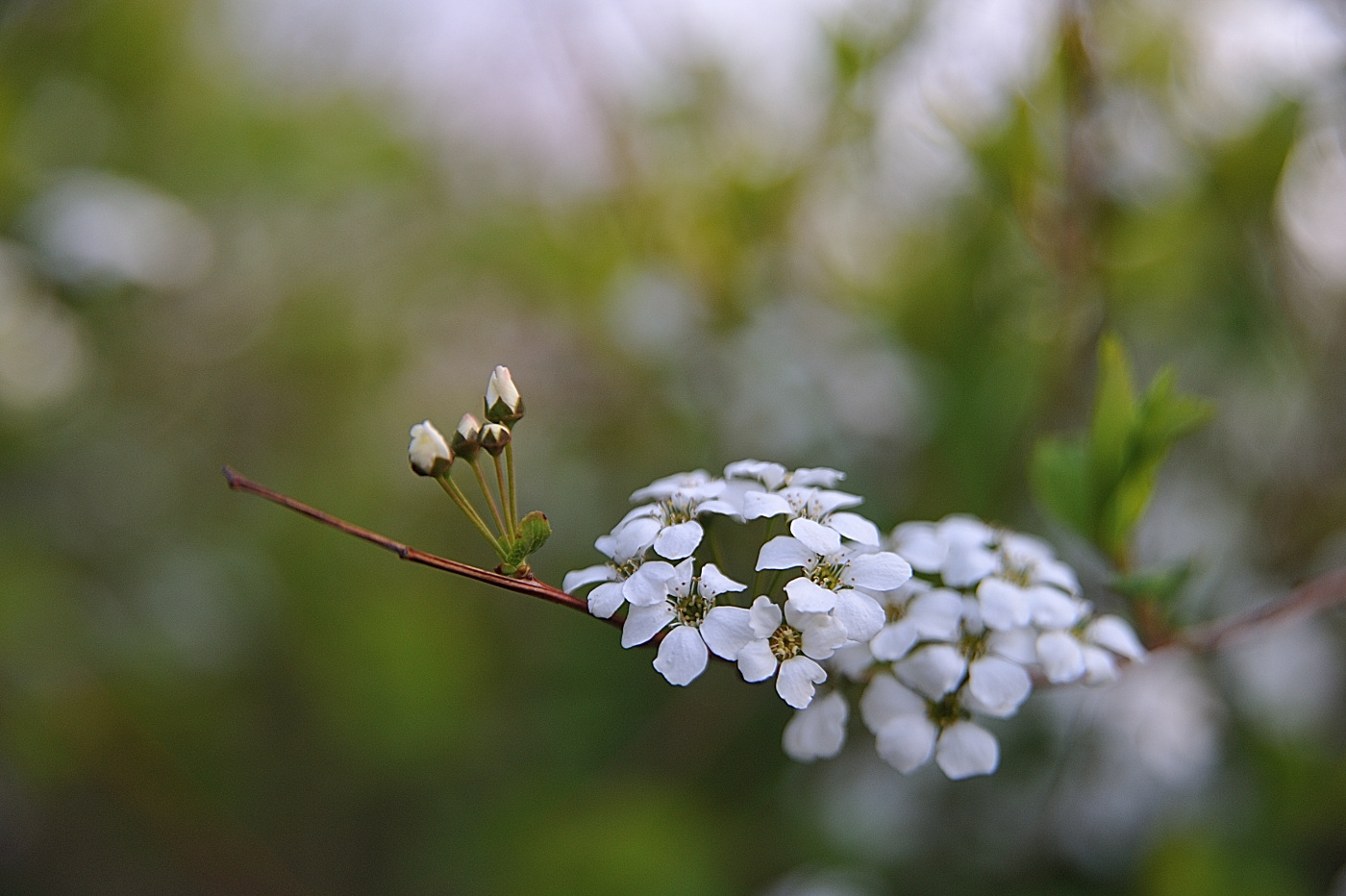 DSC_8185_00001.jpg