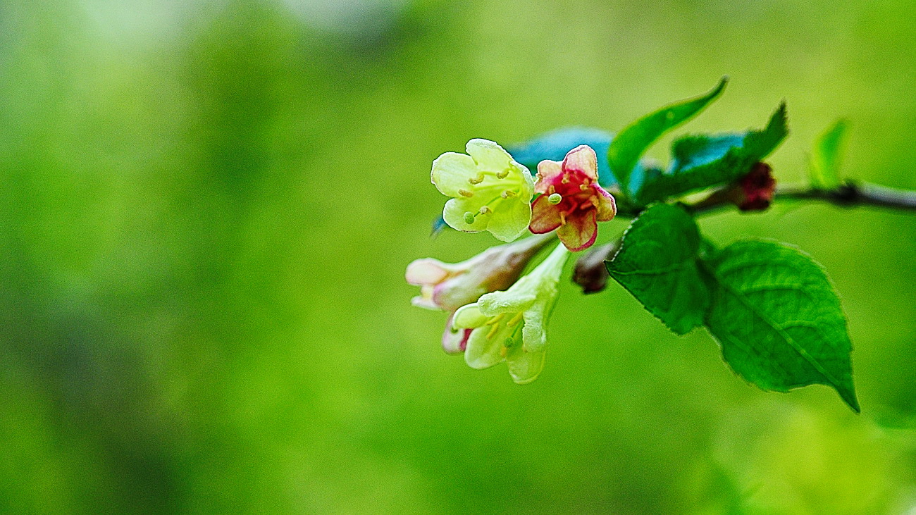 DSC_3410.삼색병꽃나무..jpg