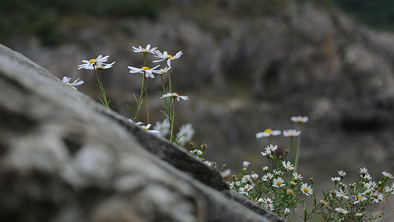 DSC_6593.포천구절초.jpg