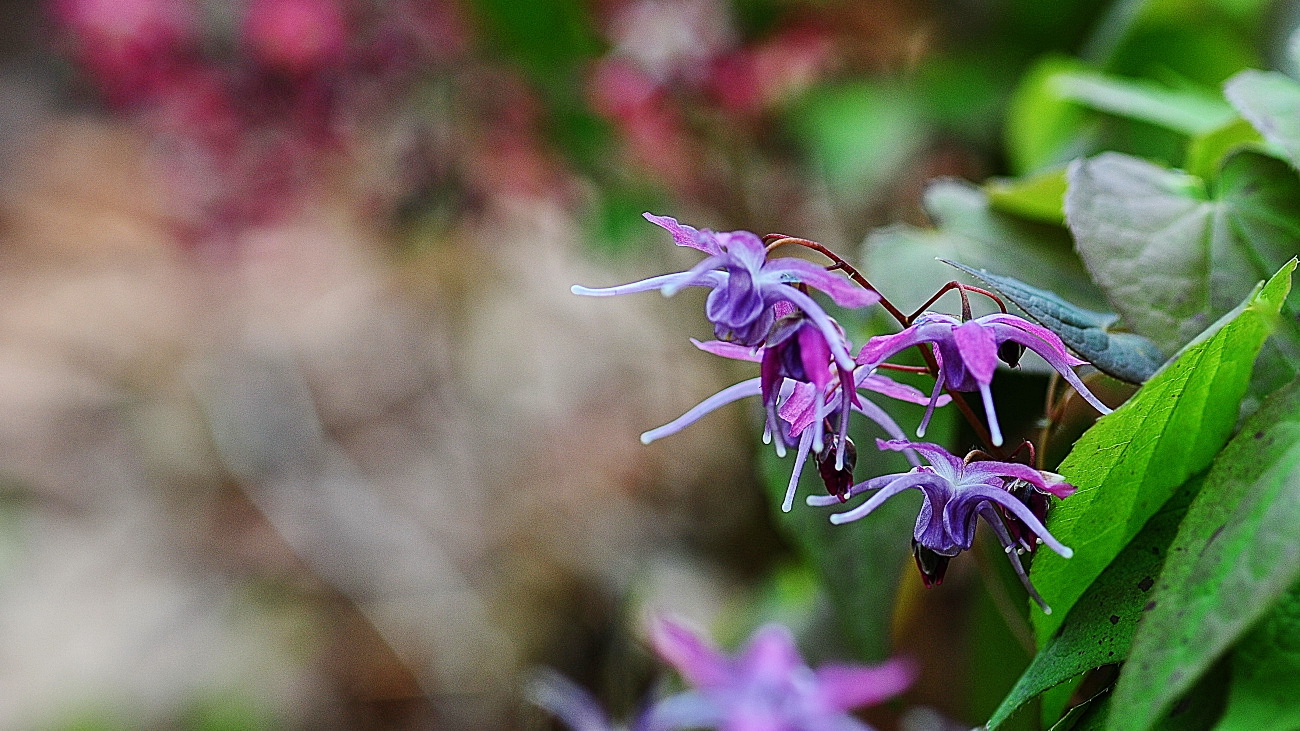 DSC_3438.삼지구엽초..jpg