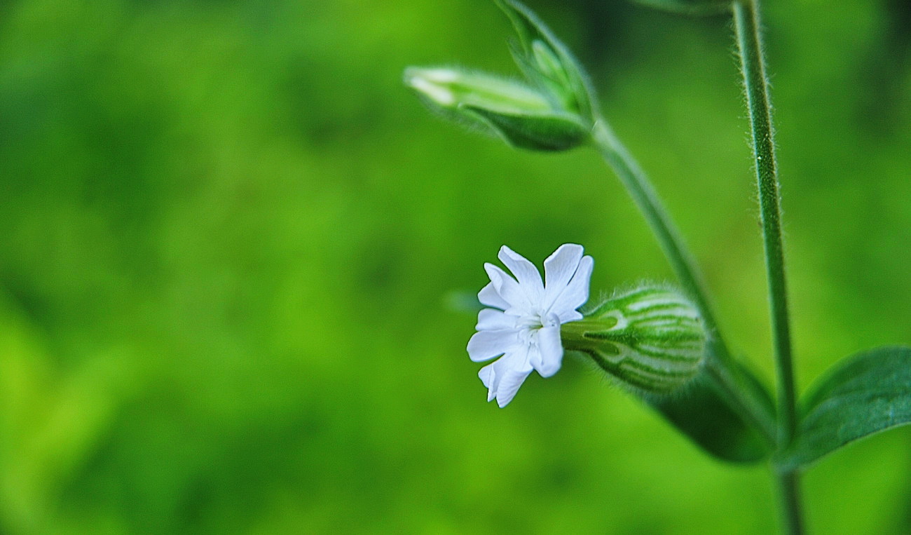 DSC_3086.장구채..jpg