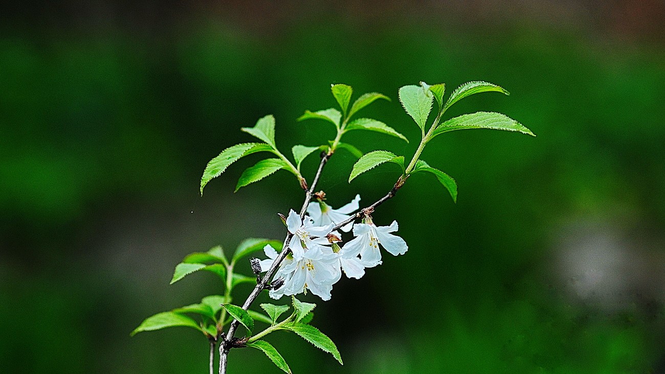 DSC_3569.매화말발도리..jpg