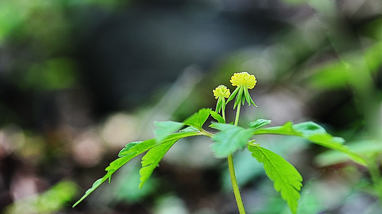 DSC_3887.회리바람꽃..jpg