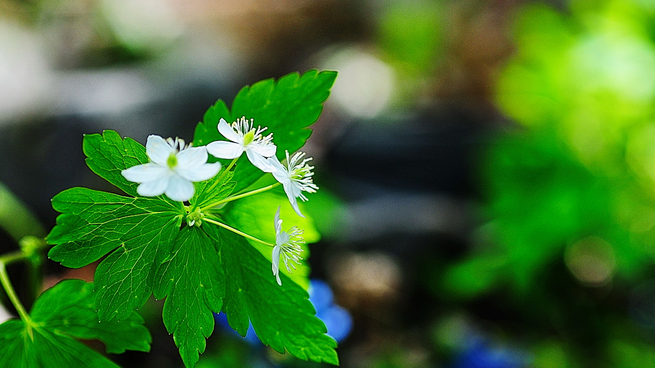 DSC_3924.나도바람꽃..jpg