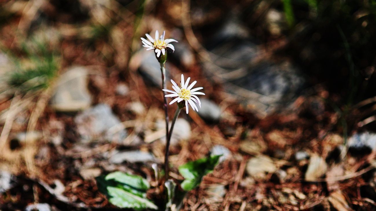 DSC_4004.솜나물..jpg