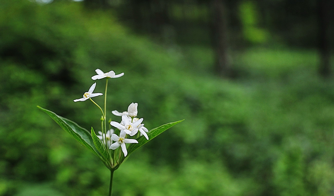 DSC_4126.민백미꽃..jpg