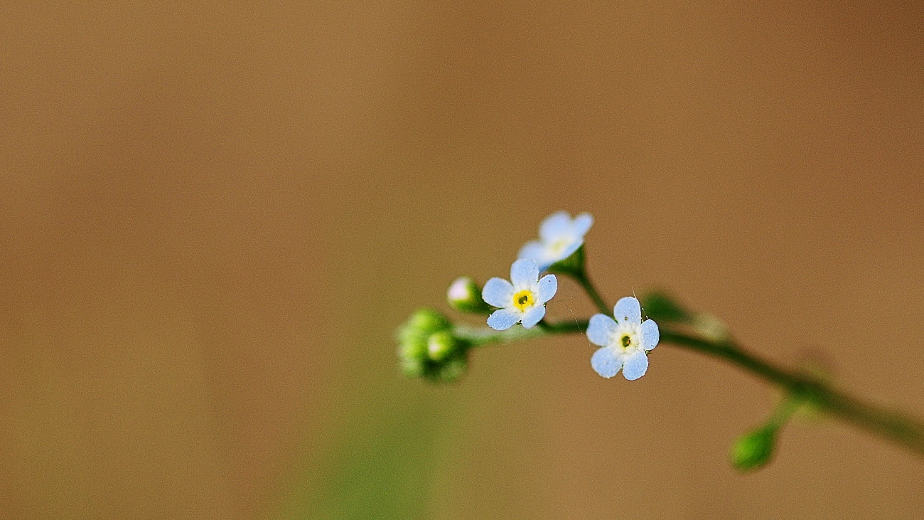 DSC_4421.꽃마리..jpg