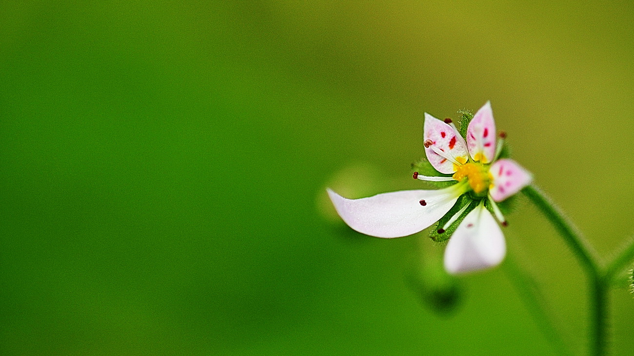 DSC_4436,바위취..jpg