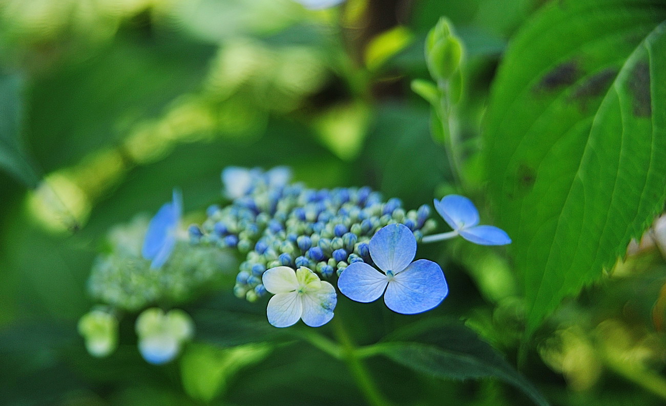 DSC_4274.산수국..jpg