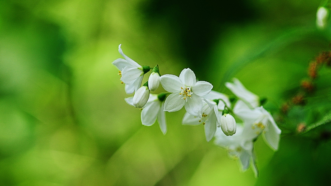 DSC_4349.쪽동백나무..jpg