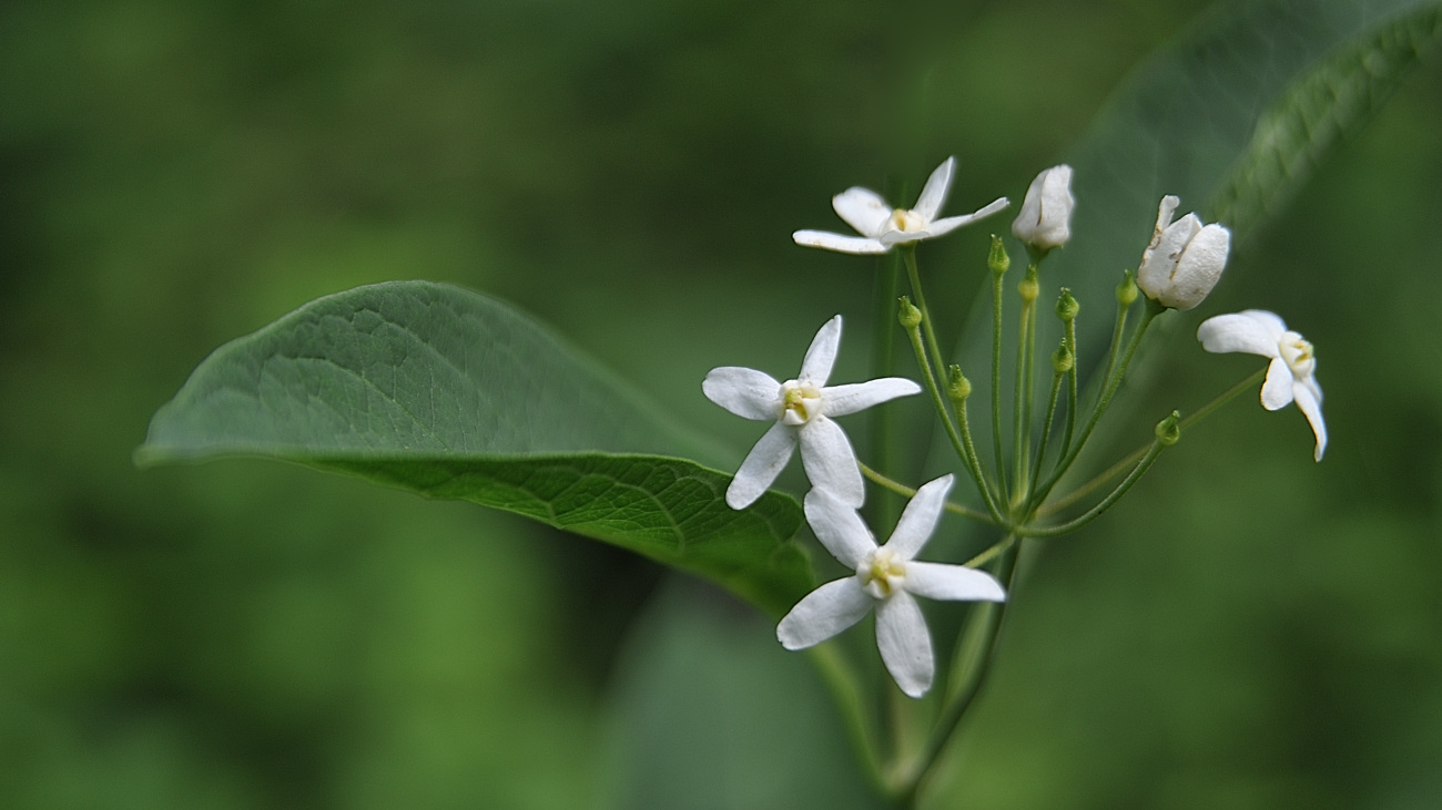 DSC_4117.민백미꽃.jpg