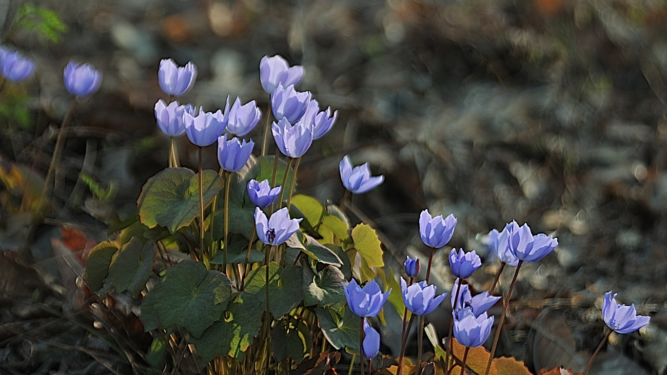 DSC_0531.jpg