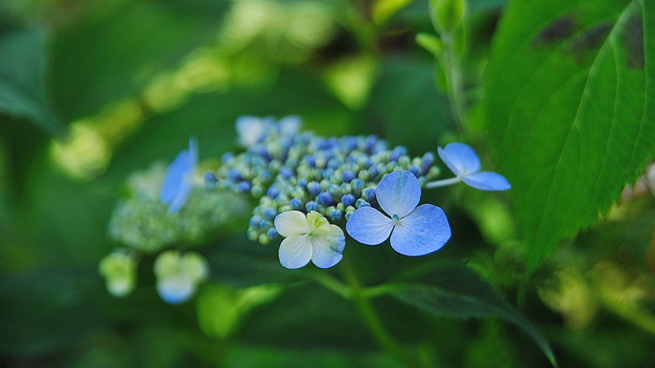 DSC_4274.산수국.jpg