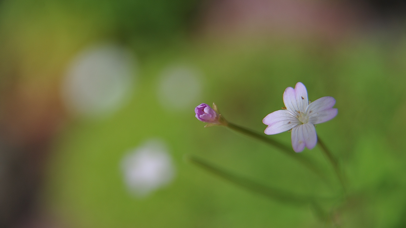 DSC_2840.바늘꽃.jpg