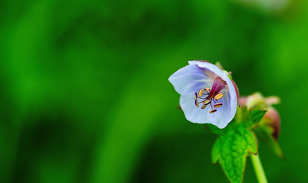 DSC_7243.꽃쥐손이.jpg