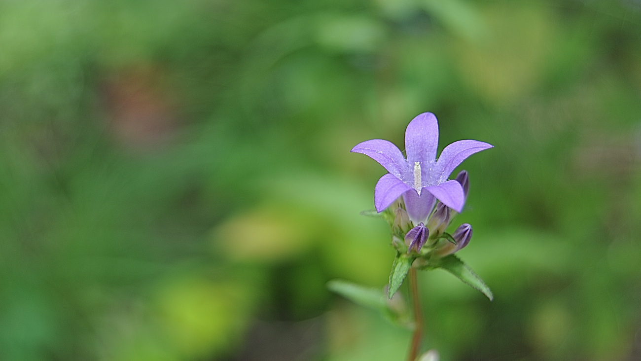 DSC_2805.애기도라지.jpg