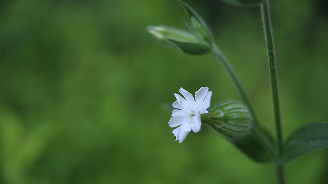 DSC_3086.달맞이장구채.jpg