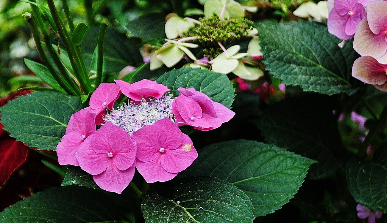 DSC_8102.산수국..jpg