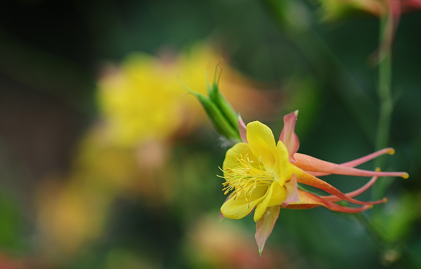 DSC_4490_00001.jpg