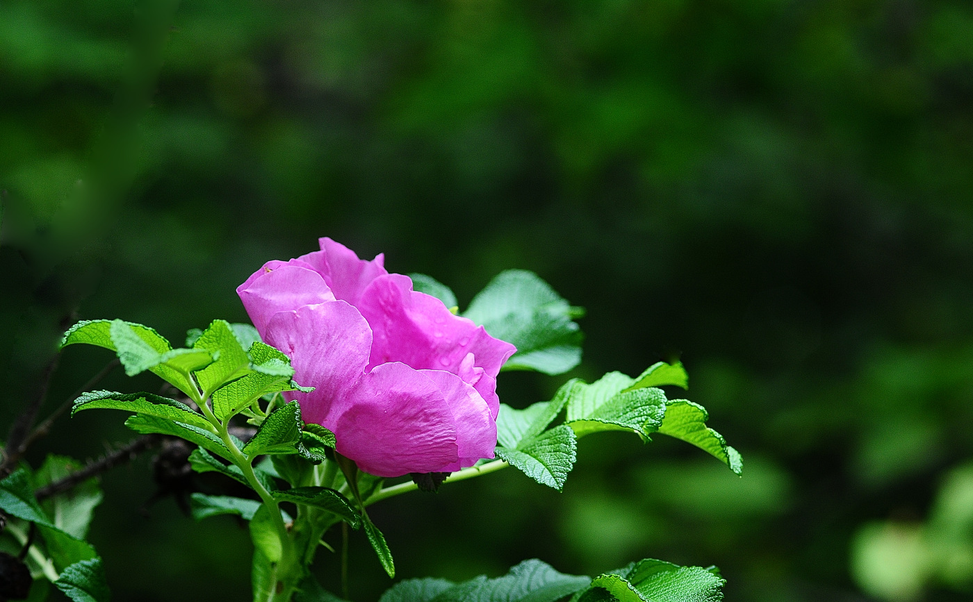 DSC_5511_00001.jpg