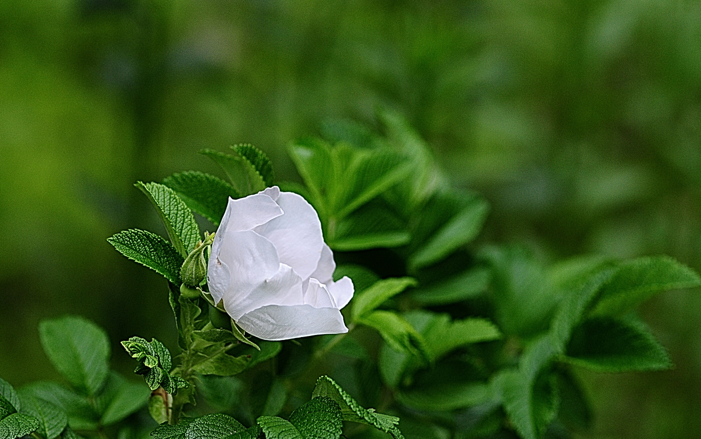 DSC_5508_00001.jpg