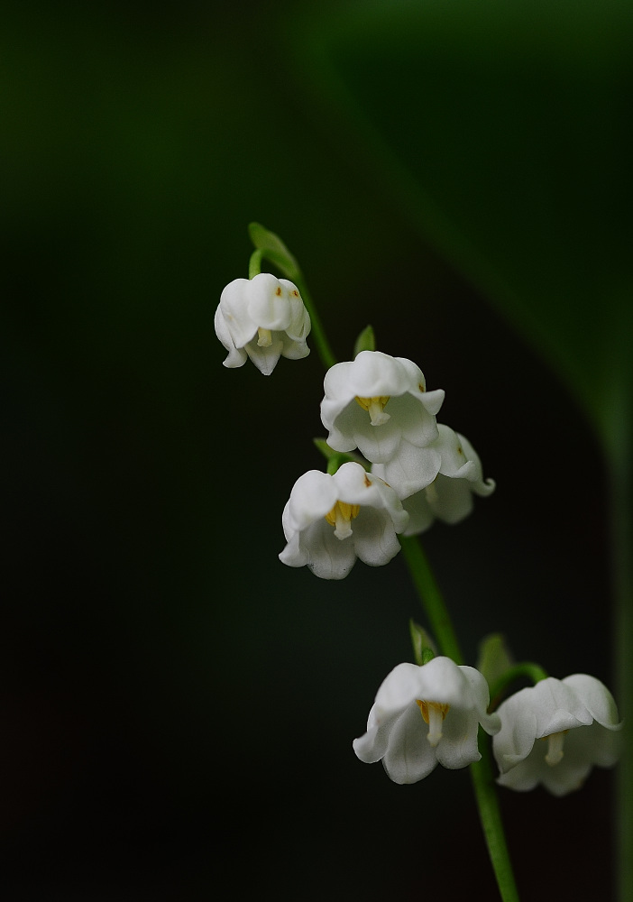 DSC_6282_00001.jpg