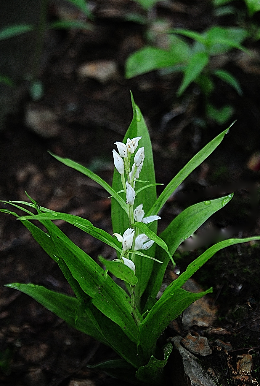 DSC_7329.은난초.jpg