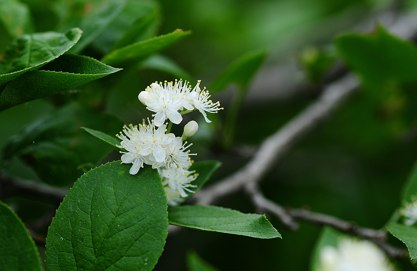 DSC_6184_00001.jpg