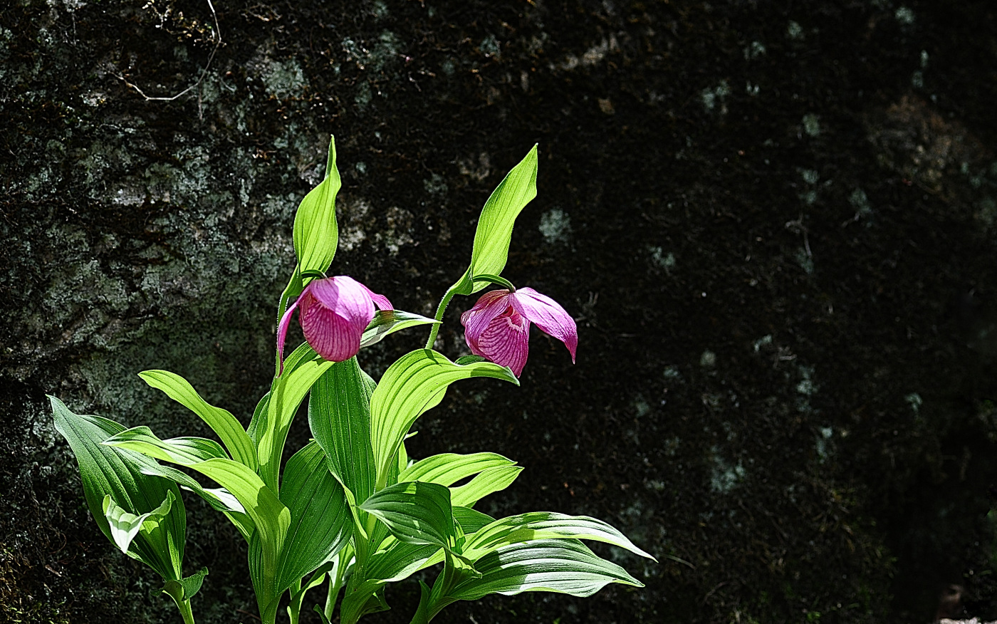 DSC_6528_00001.jpg