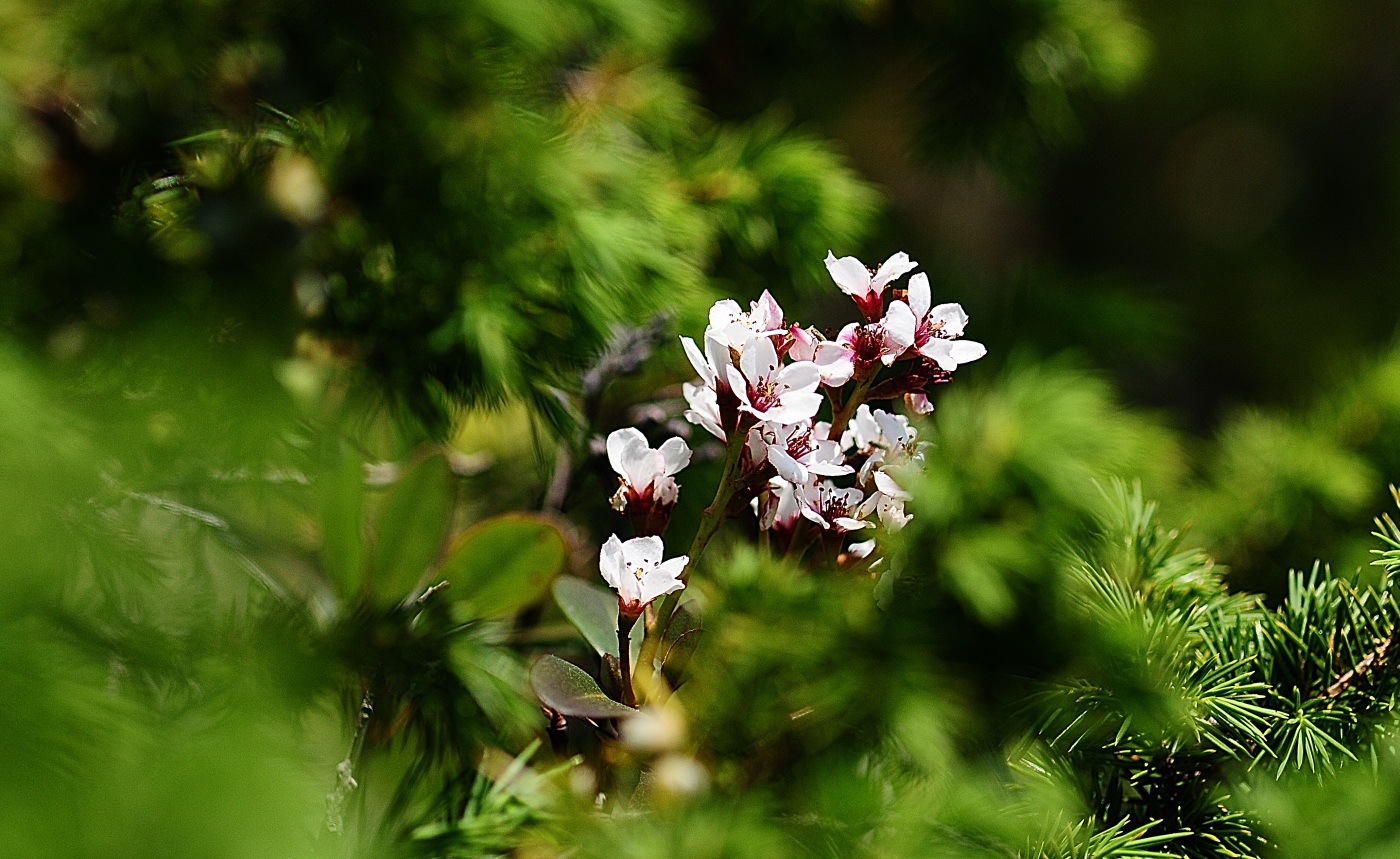 DSC_7078_00001.jpg
