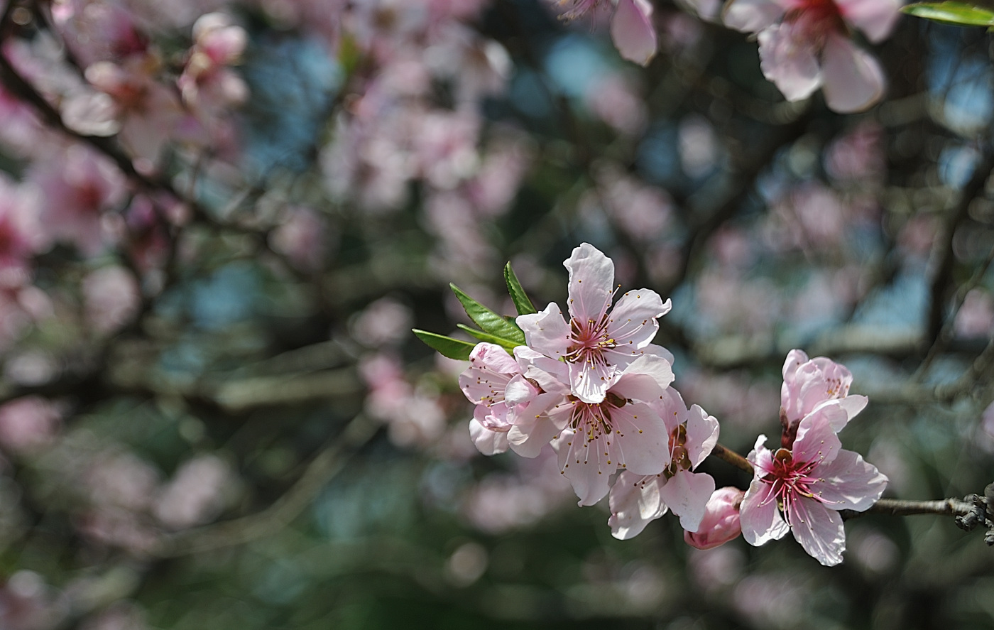 DSC_8935_00001.jpg