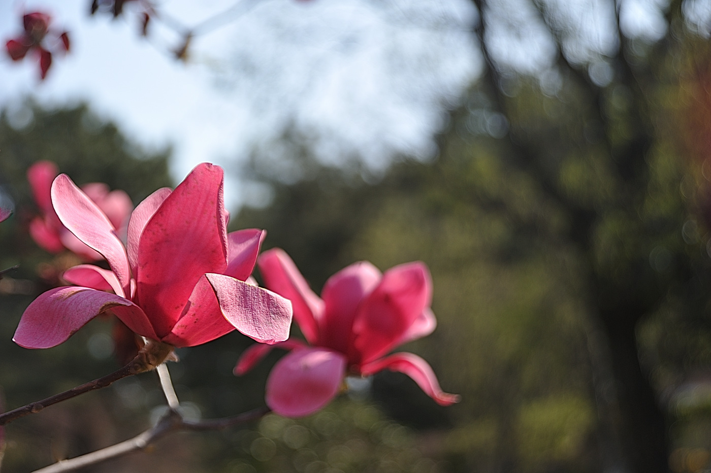 DSC_9432_00001.jpg