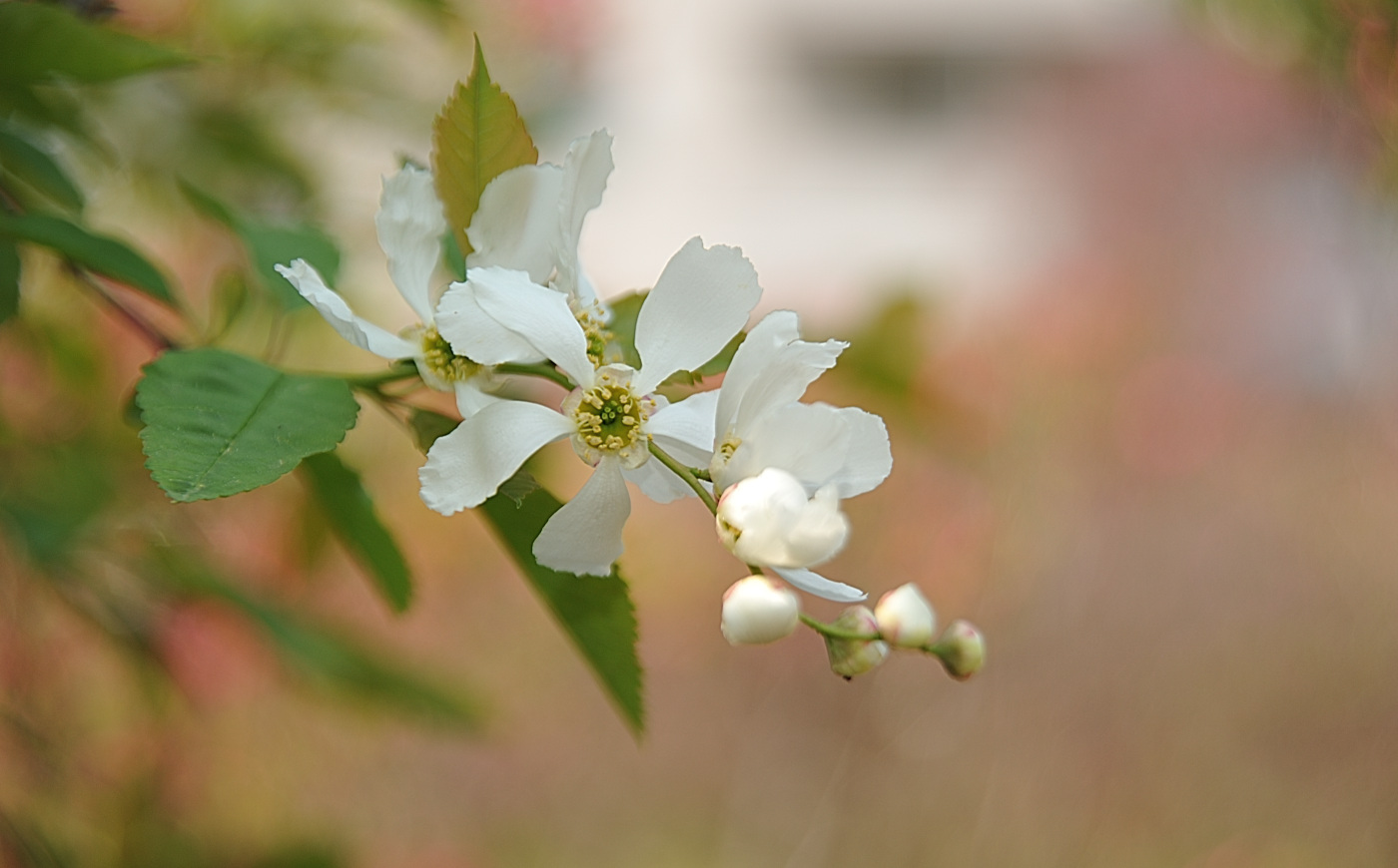 DSC_8807_00001.jpg