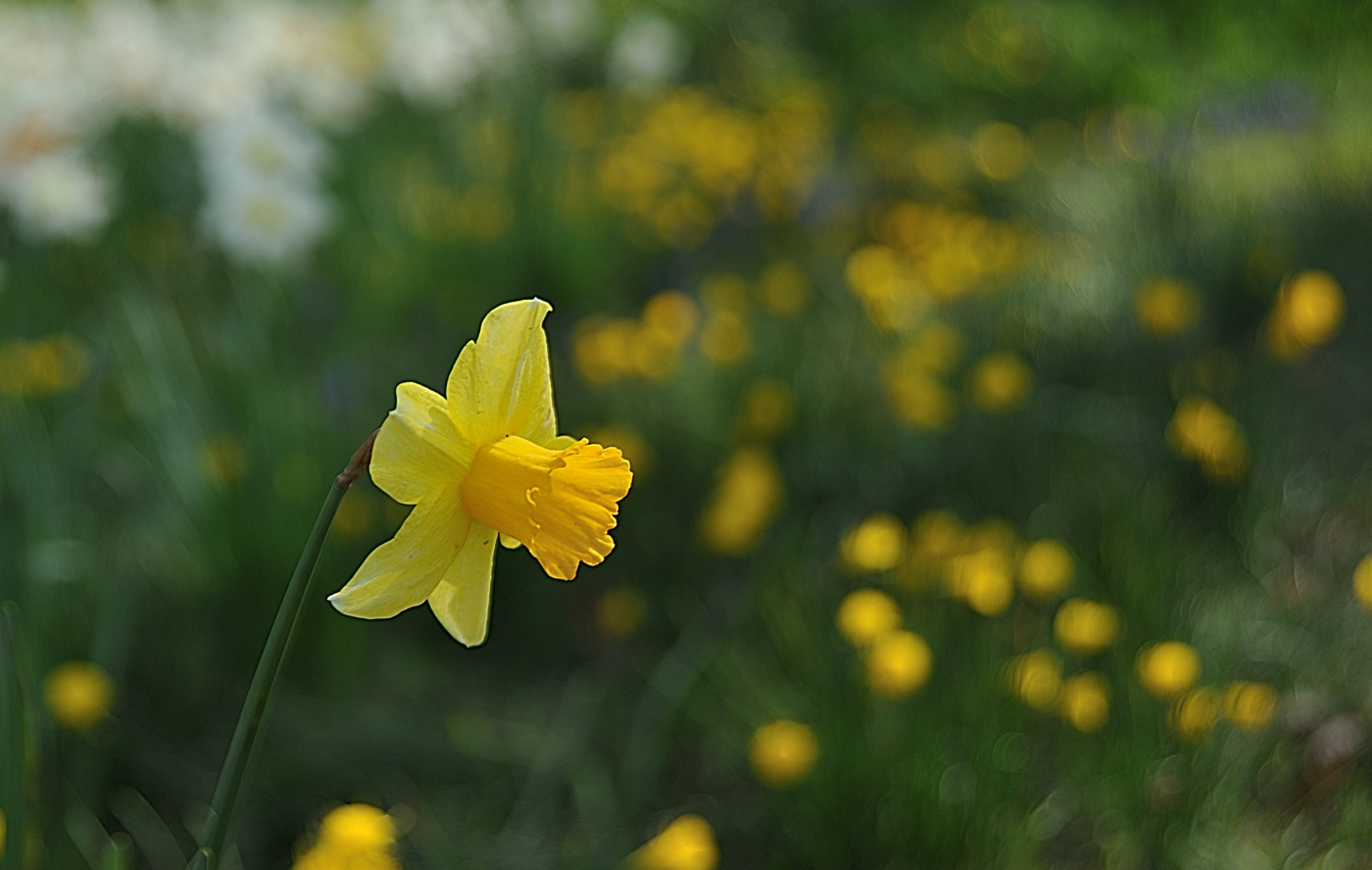 DSC_9579_00001.jpg