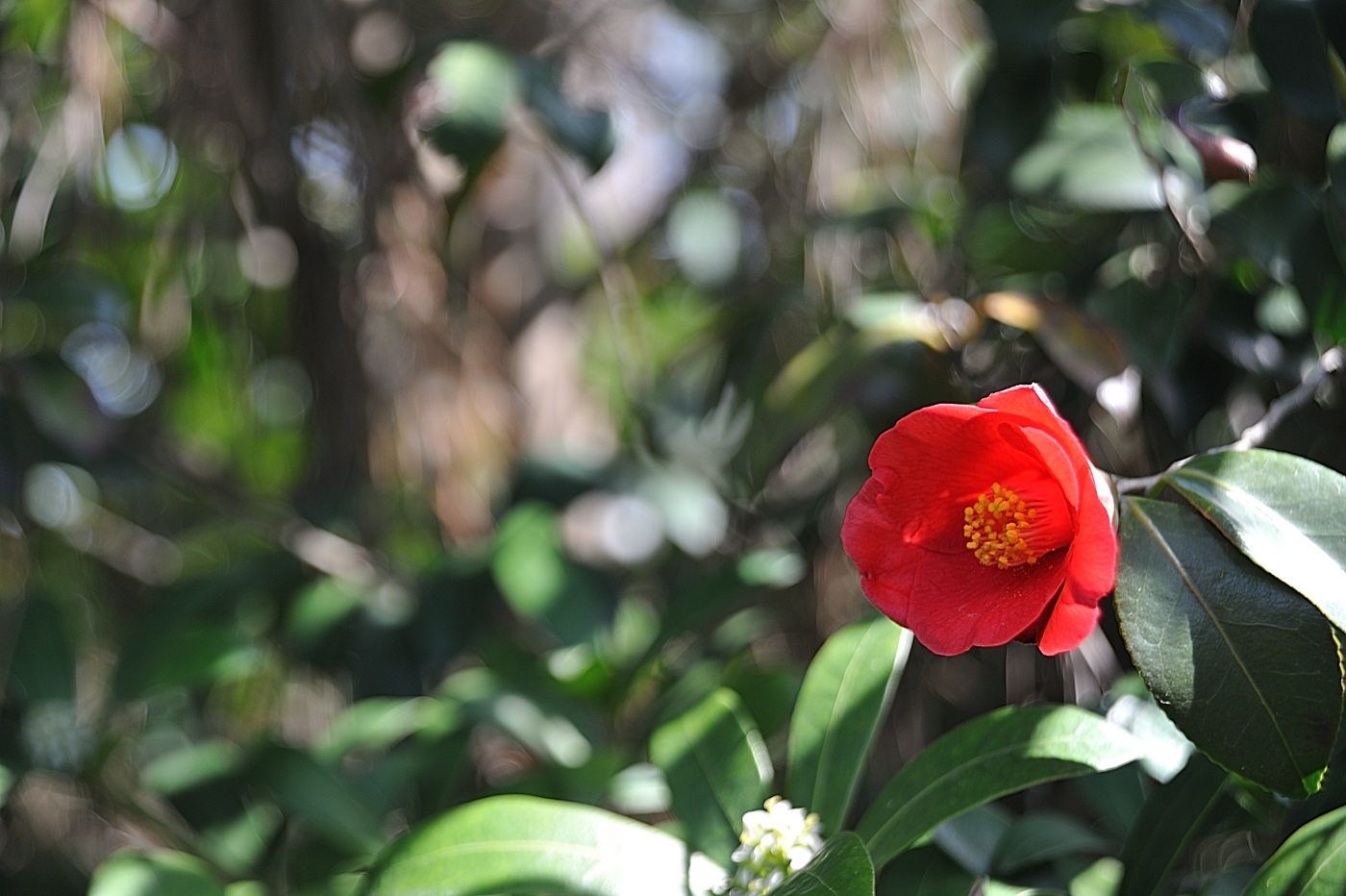 DSC_9646_00001.jpg