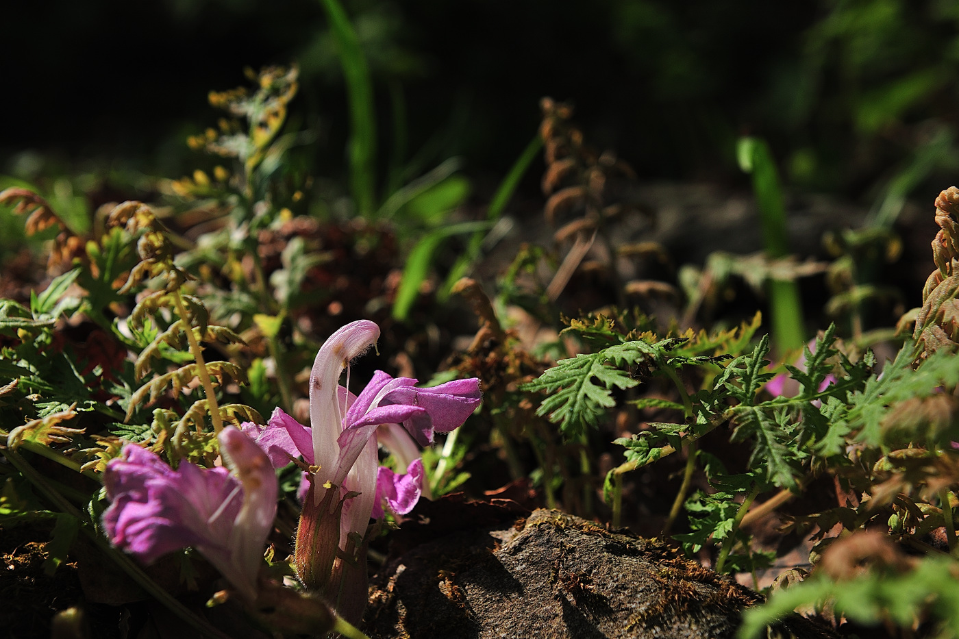 GHP_7253_00001.jpg