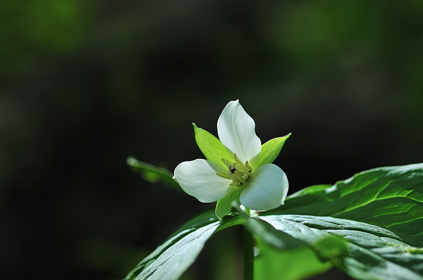 GHP_8247_00001.jpg