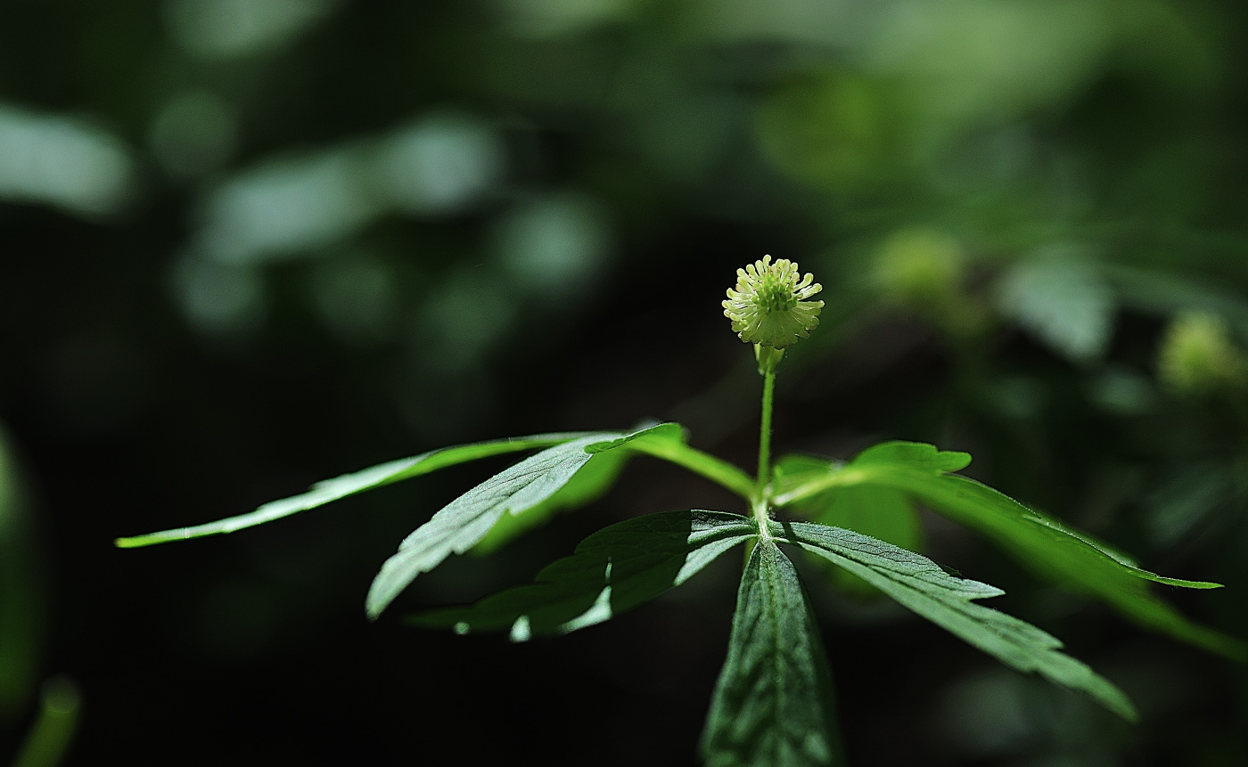 GHP_8363_00001.jpg