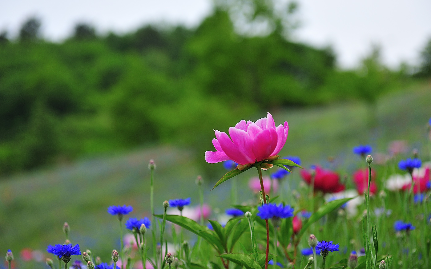 PGH_7512_00001.jpg
