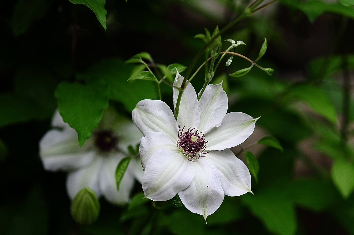 DSC_5016_00001.jpg