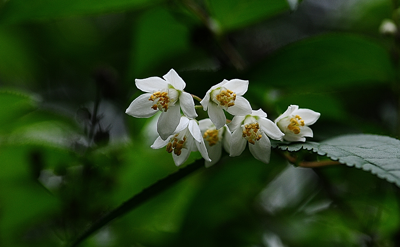 DSC_5489_00001.jpg