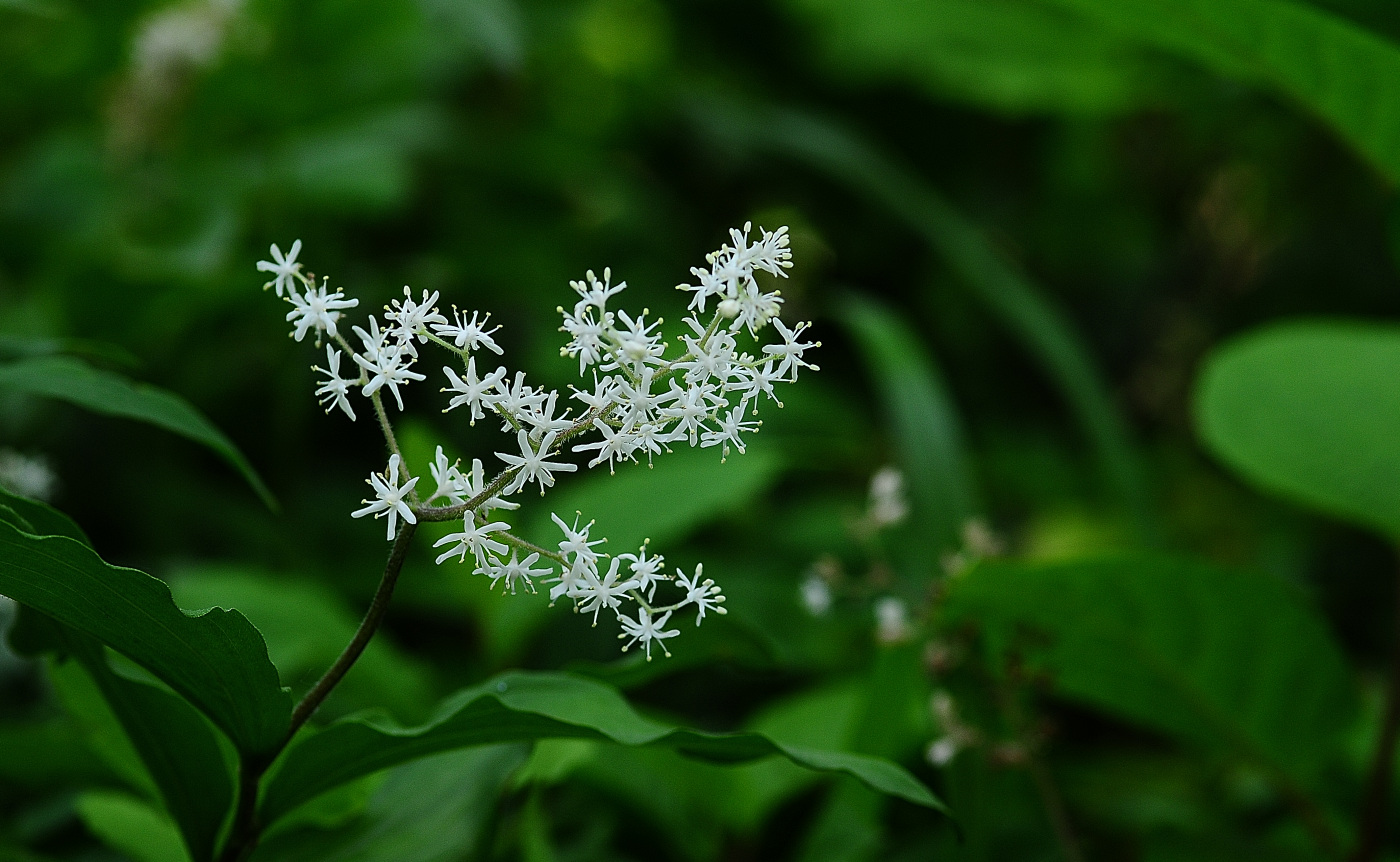 DSC_6267_00001.jpg