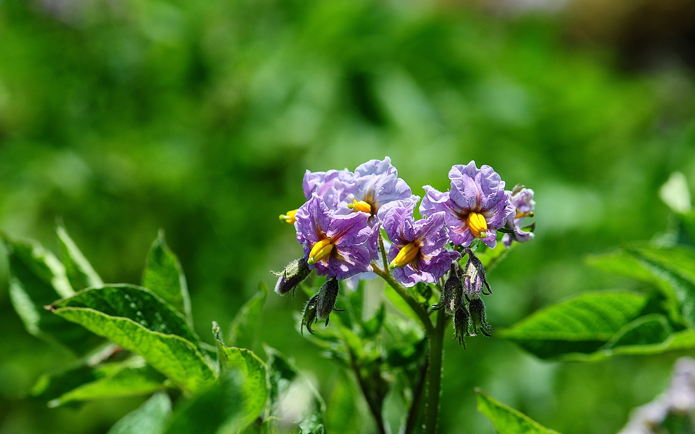 DSC_7110_00001.jpg