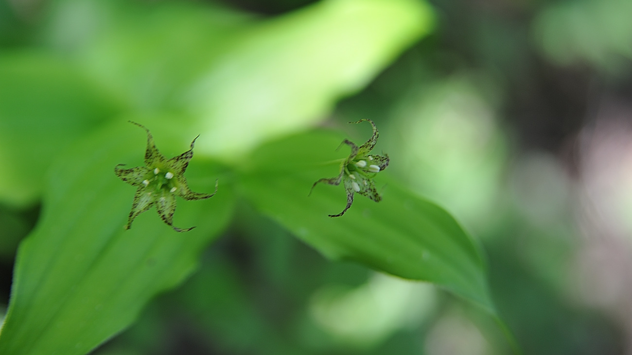 DSC_2464.금강애기나리.jpg