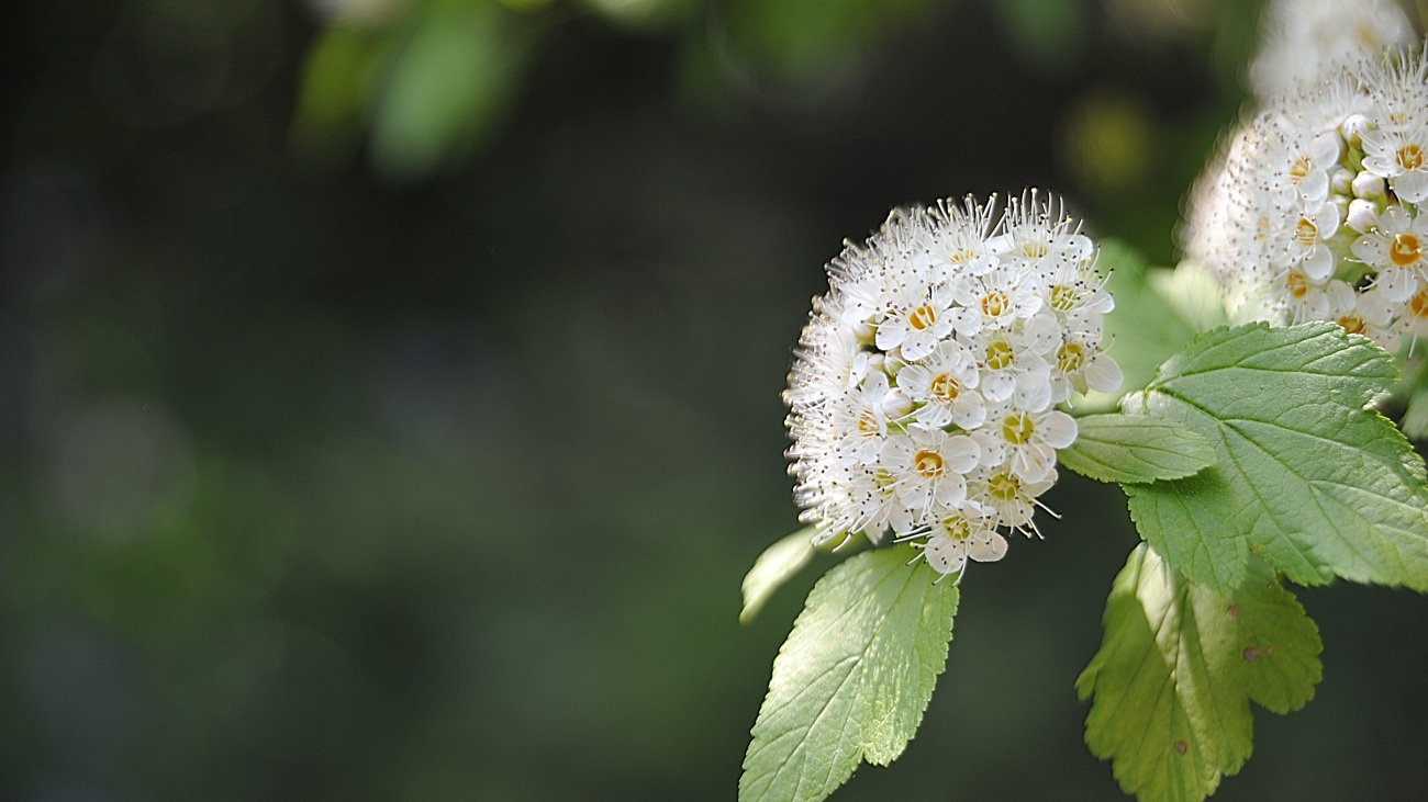 DSC_2665.당조팝.jpg