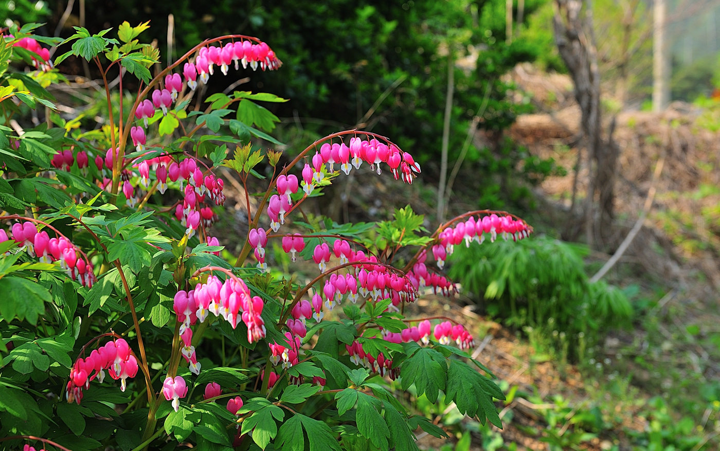 PGH_5825_00001.jpg