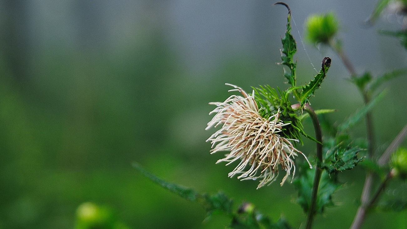 DSC_2941.정영엉겅퀴.jpg