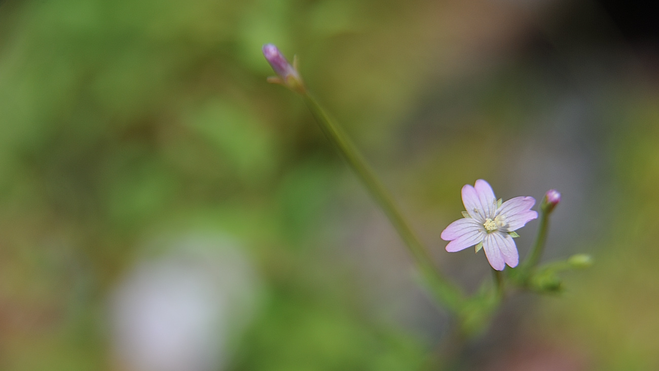 DSC_2846.바늘꽃.jpg